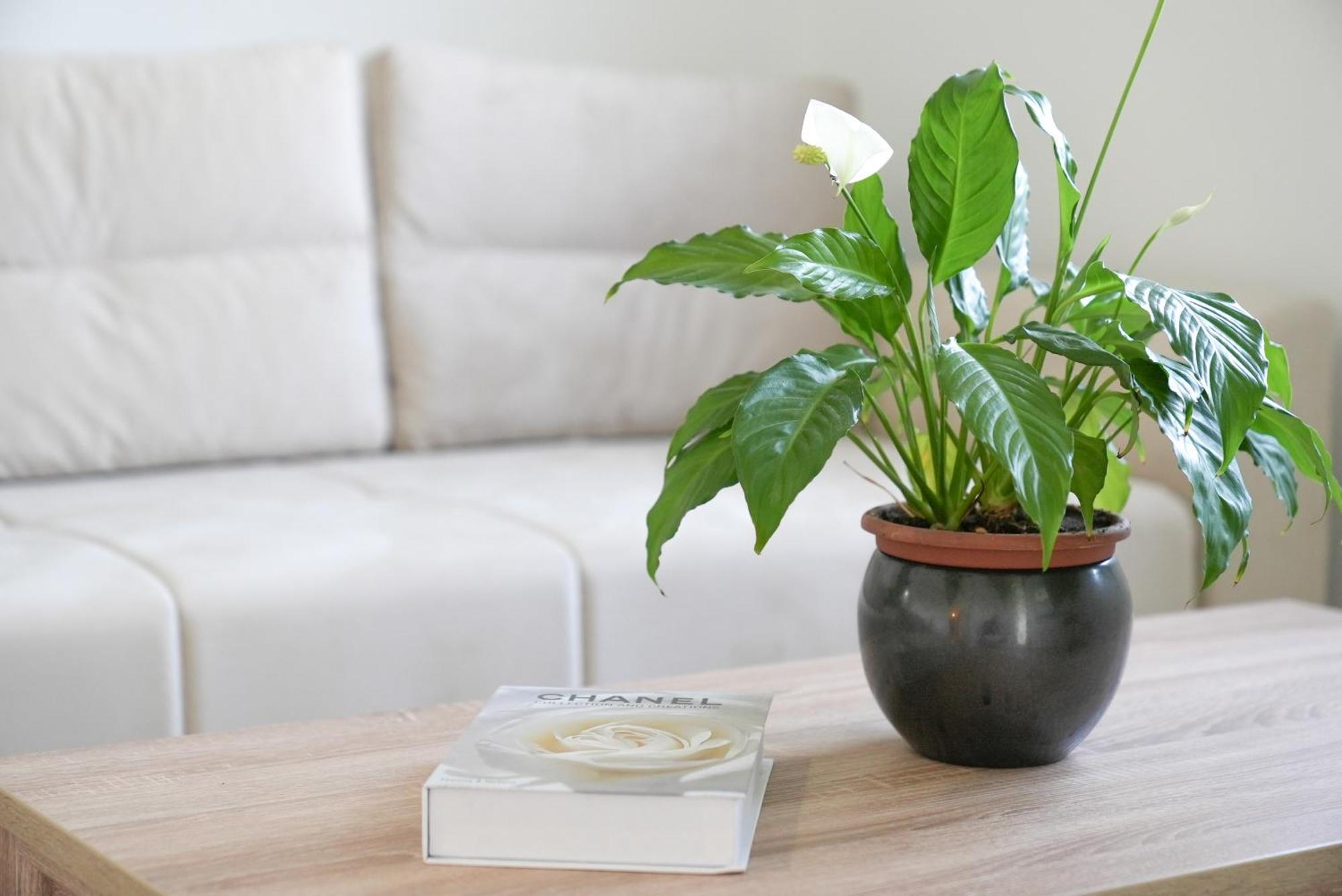 Bregvija Mar Nero Apartments מראה חיצוני תמונה